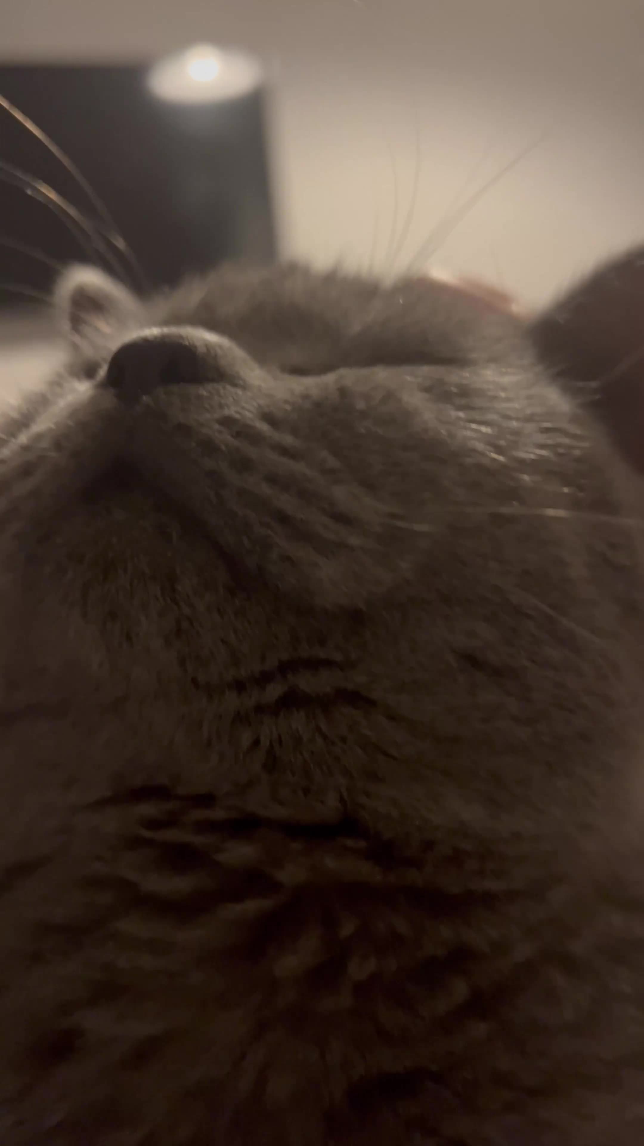 British Shorthair cats for sale: 2 year’s old British Short hair Looking for a Home - Video 1