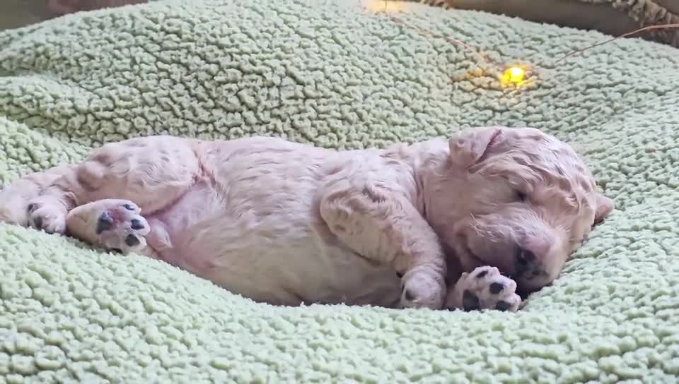 Goldendoodle dogs for sale: Exceptional Medium Goldendoodle pups for sale - Video 4