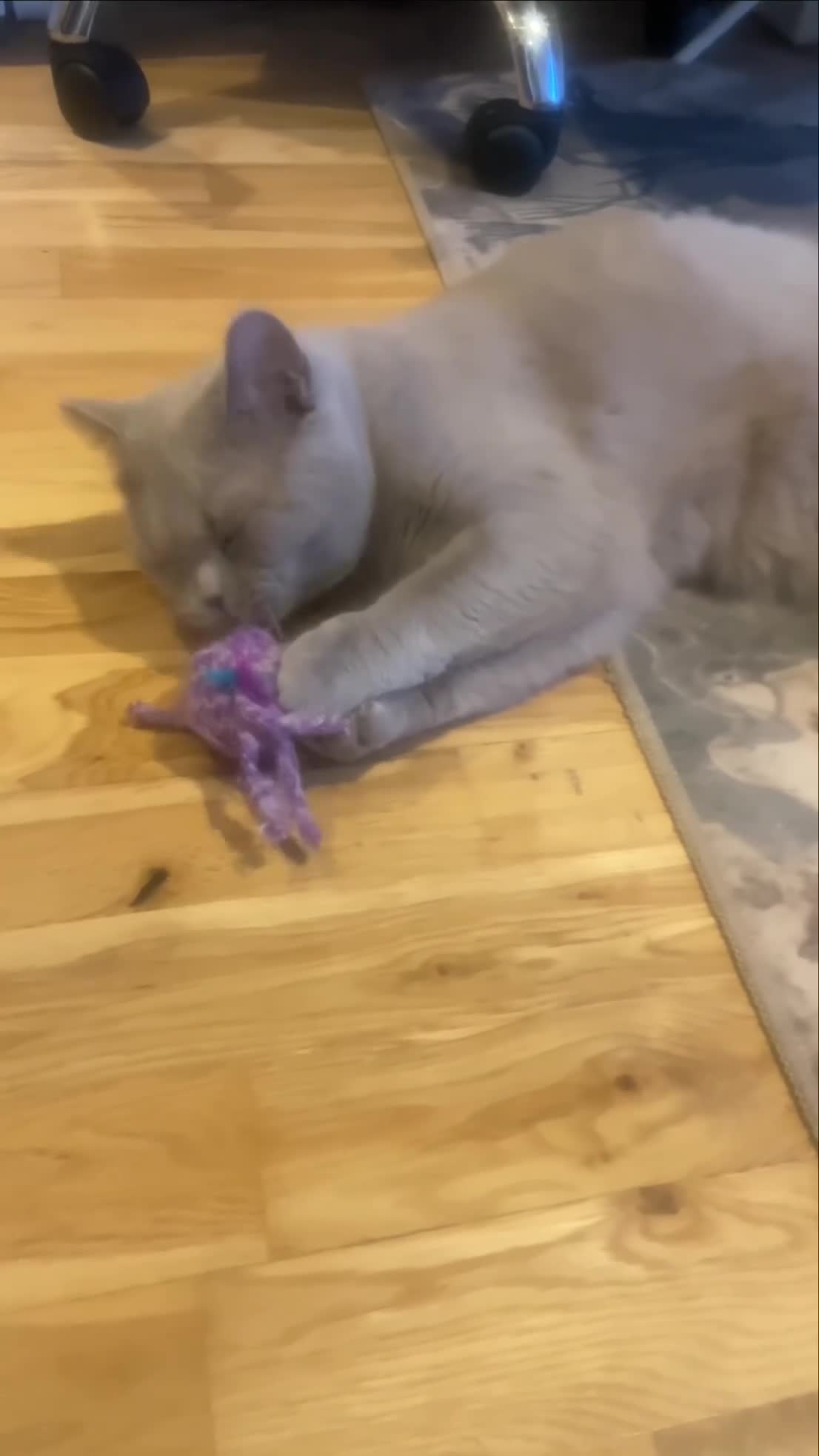 British Shorthair cats for sale: GCCF Active Lilac BSH Queen KOTOFFSKI Champ lines - Video 1