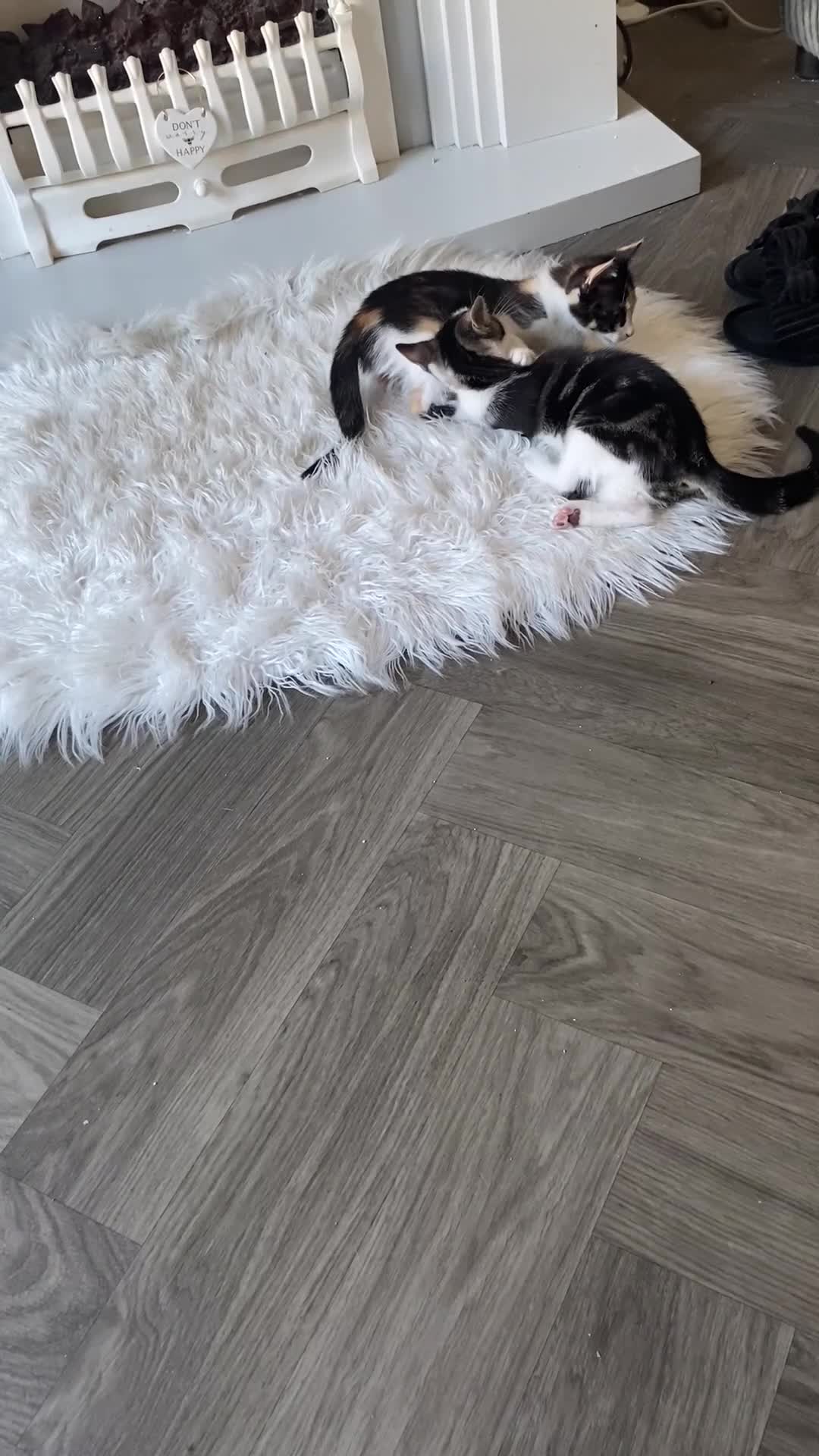 Mixed Breed cats for sale: Pair of kittens brother and sister - Video 1