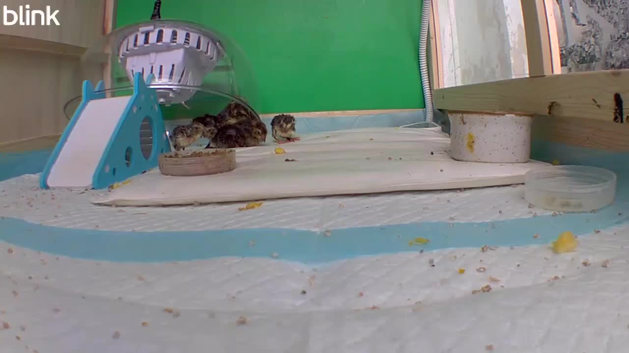 Quail poultry for sale: Quail - Video 1