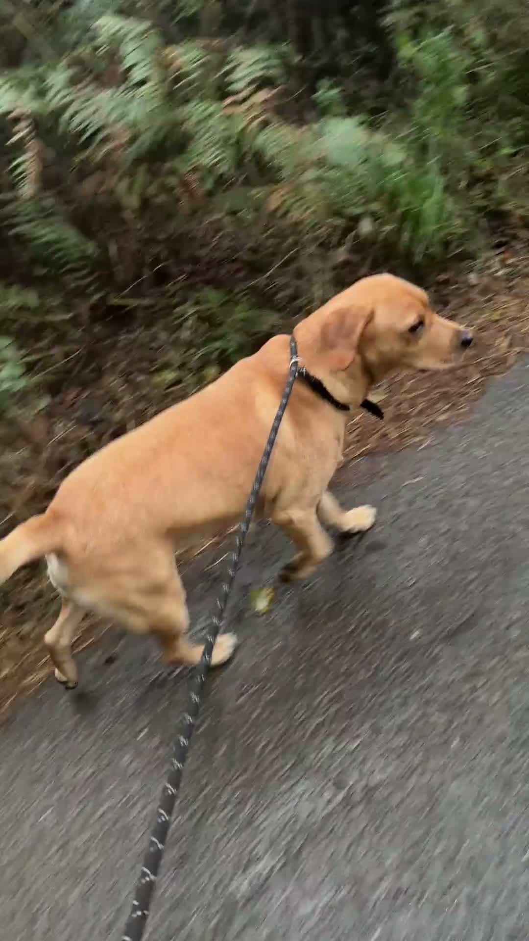 Labrador Retriever dogs for sale: Handsome KC Reg Labrador Retriever Adult Male - Video 1