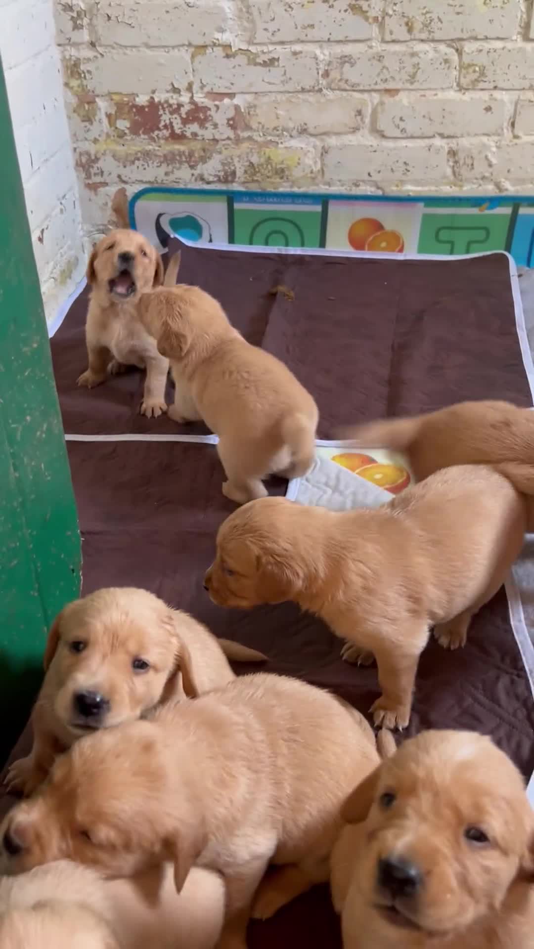 Goldador dogs for sale: Beautiful fox red Labrador/retriever pups - Video 4