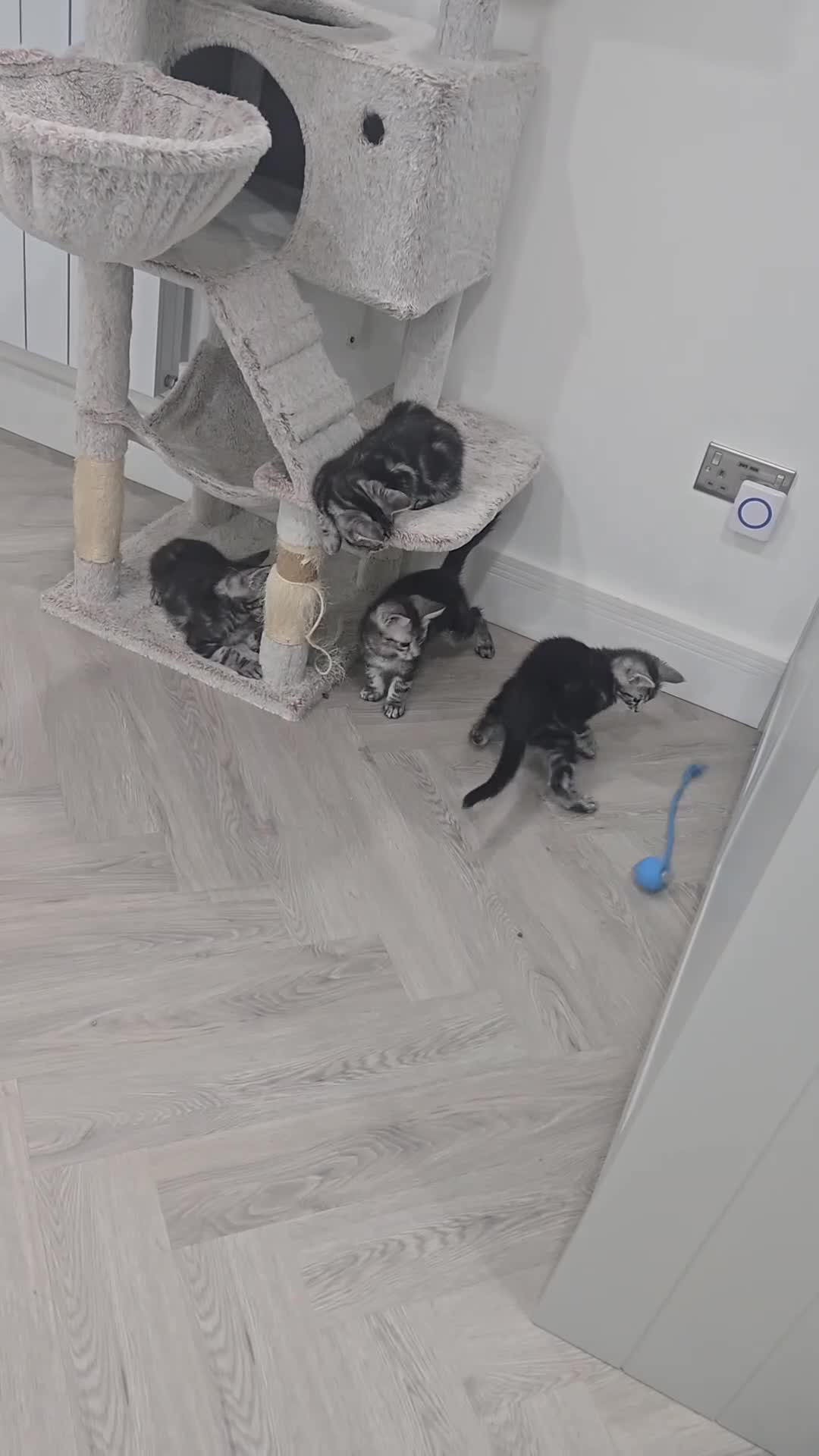 Maine Coon cats for sale: Maine coon x kittens - Video 1