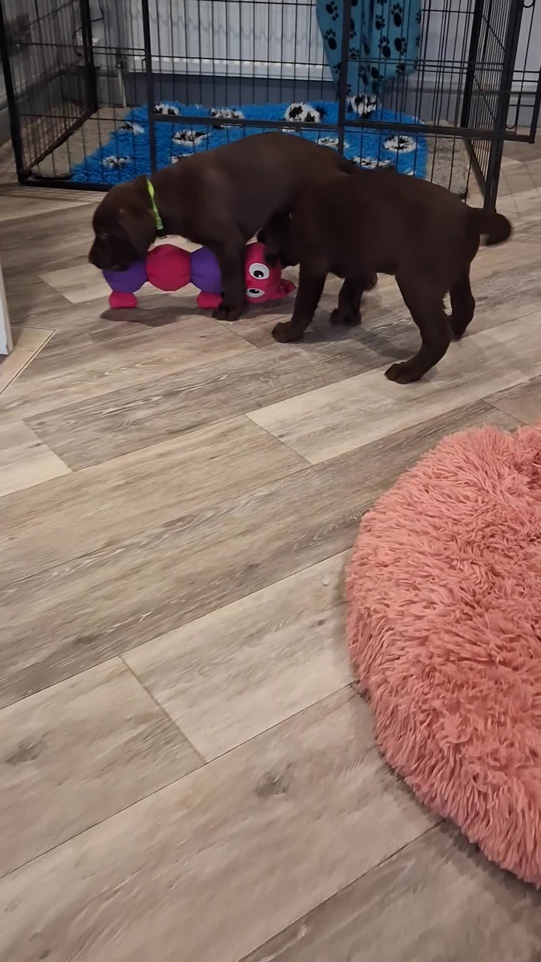 Labrador Retriever dogs for sale: Ready to go now KC Registered Chocolate LabPups - Video 3