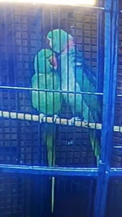 Parrots birds for sale: Alexanderine proven pair beautiful large  - Video 1
