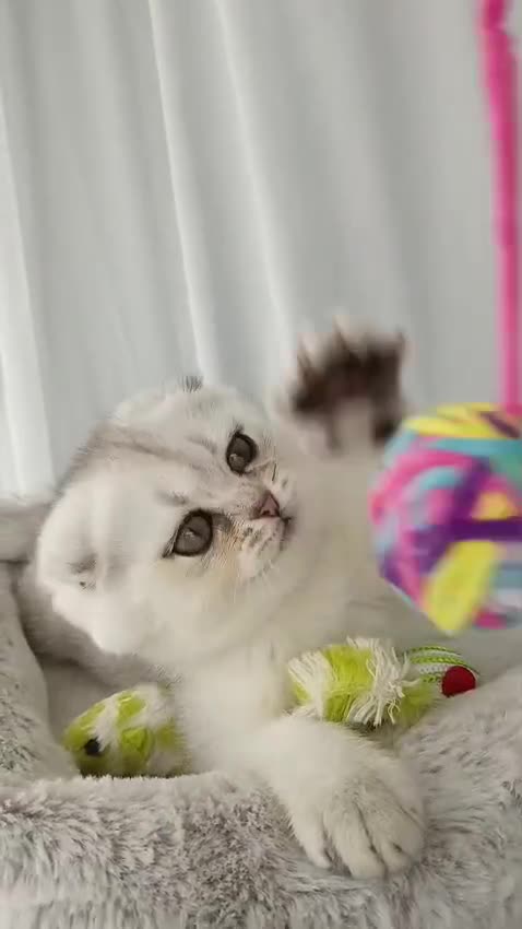 Scottish Fold cats for sale: Adorable Scottish Fold Kitten - Video 2