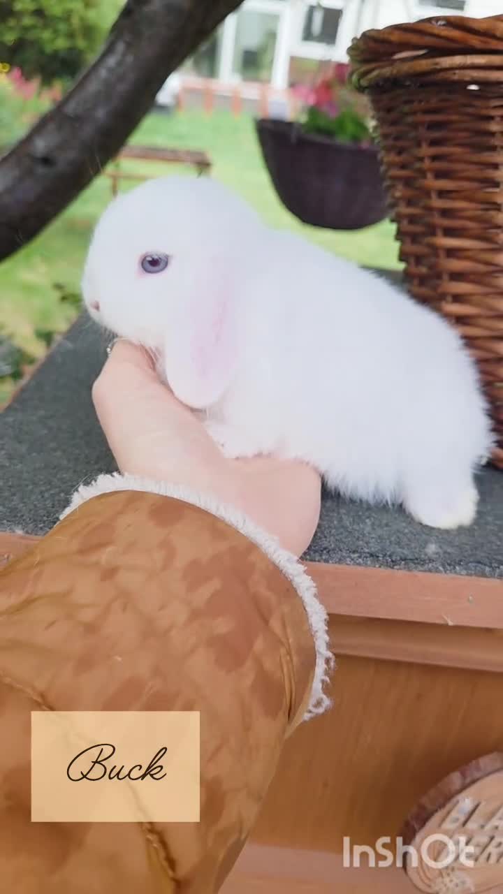 Mini Lop rabbits for sale: 🧡 Blue Eyed Baby Mini Lops - For Reserve - Video 1