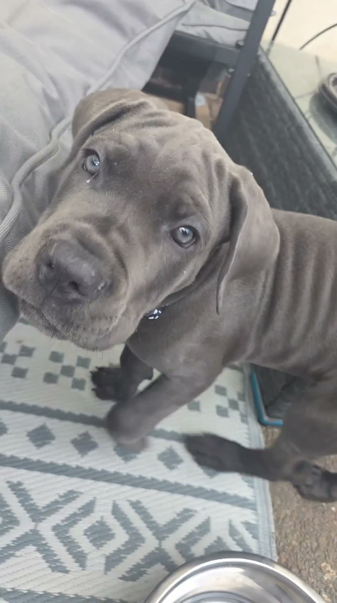 Cane Corso dogs for sale: Cane corsa pupp ABKC (kc) registered  - Video 1