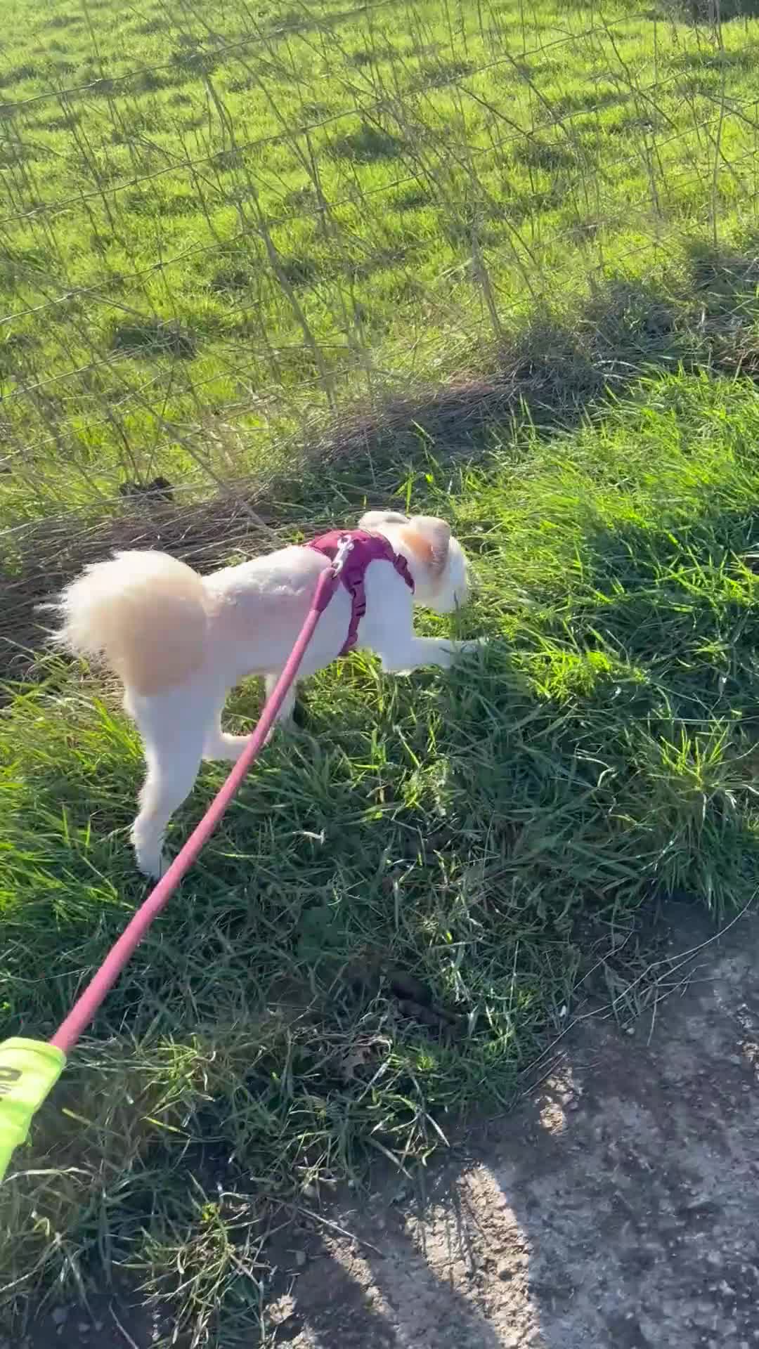 Pomapoo dogs for sale: Pomapoo needs a home from home in Wakefield - Video 1