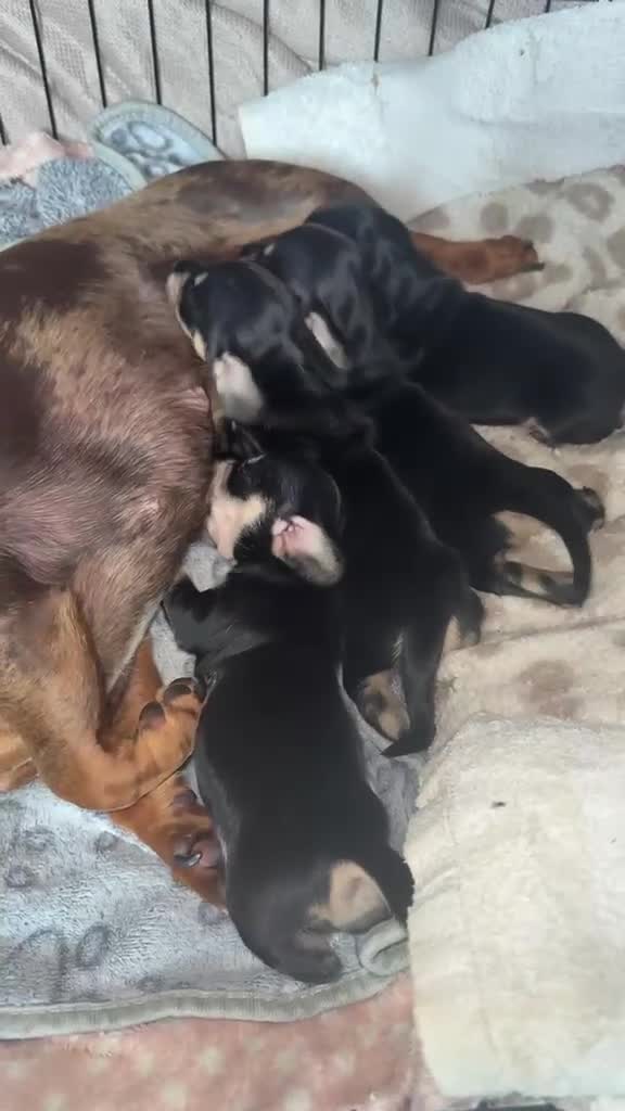 Miniature Dachshund dogs for sale: KC Registered Mini Dachshund Puppies – Available - Video 2