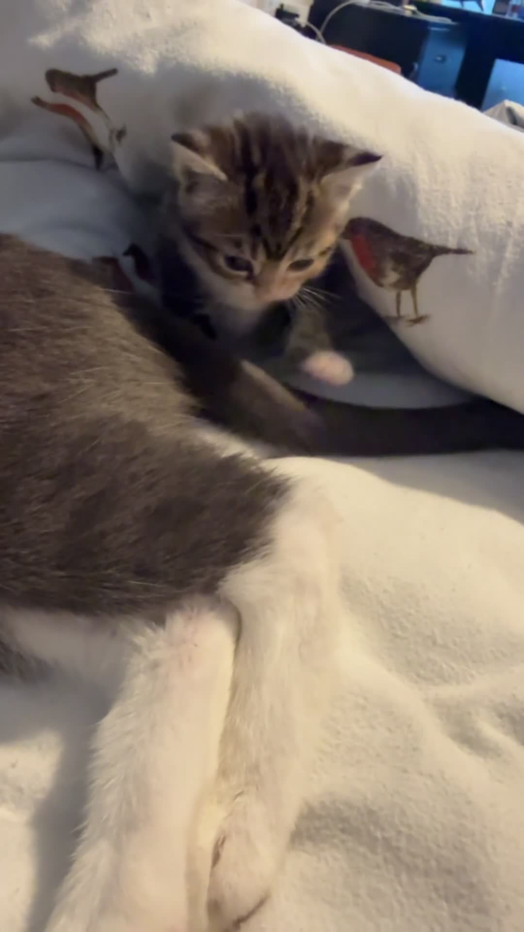 Mixed Breed cats for sale:     Female Kitten❤️ - Video 1
