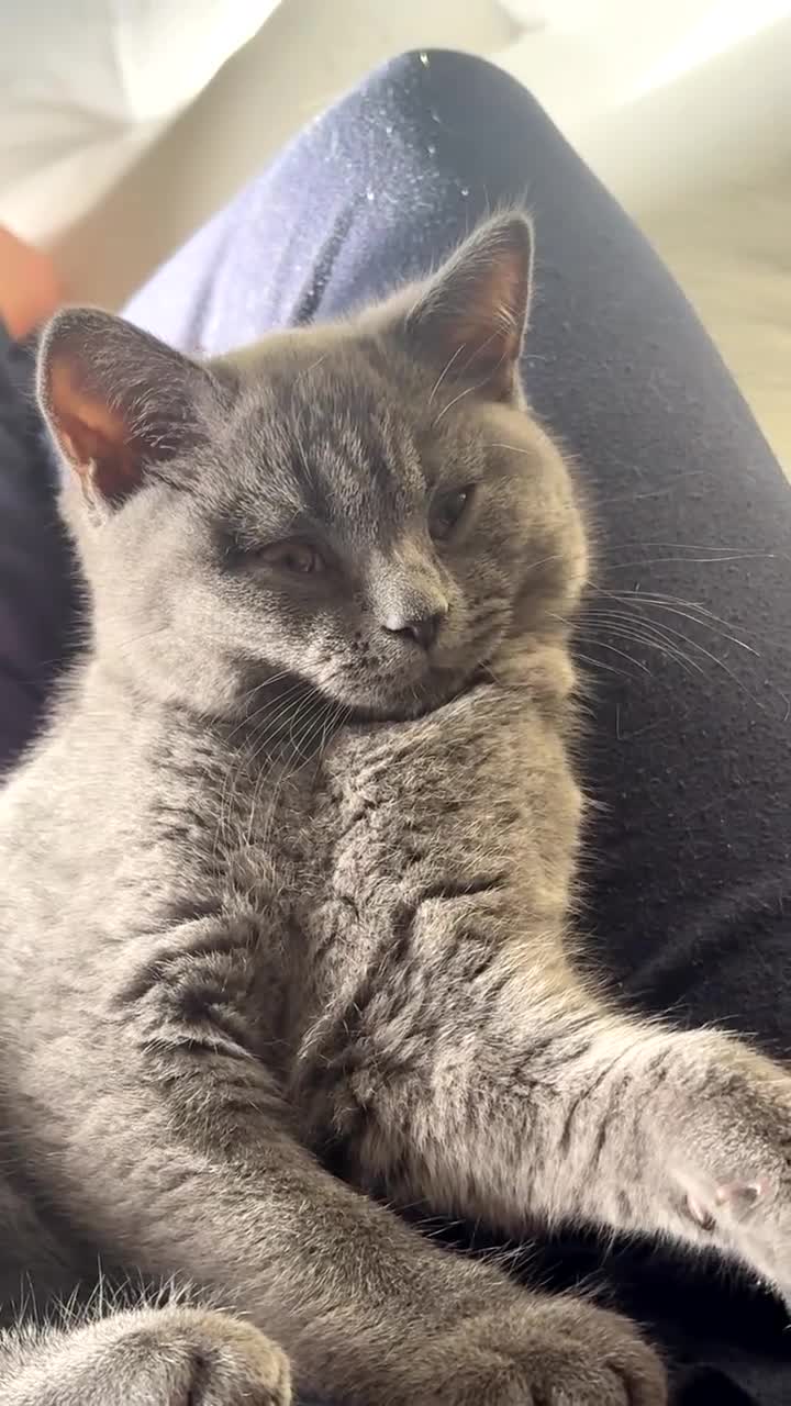 British Shorthair cats for sale: British shorthair Blue Male kitten - Video 1