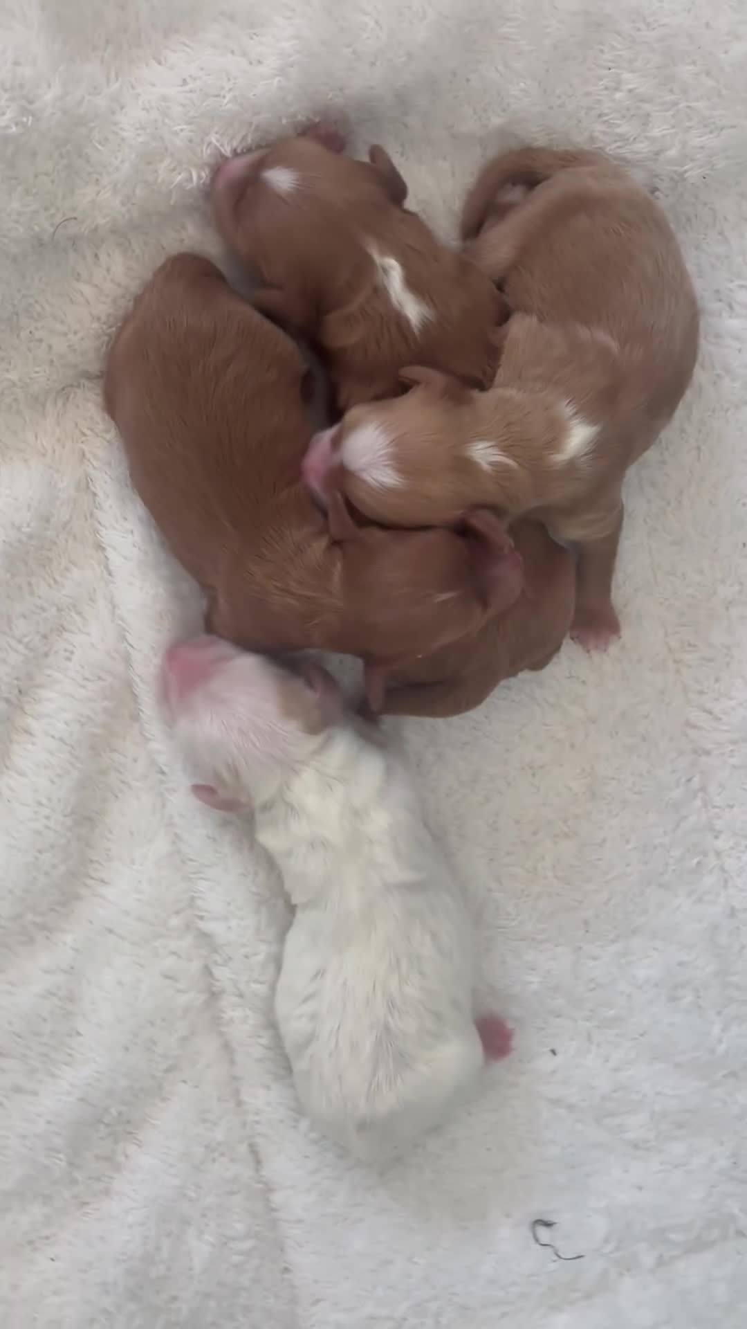 Cavapoo dogs for sale: Beautiful Cavapoo puppies  in King's Lynn - Video 1