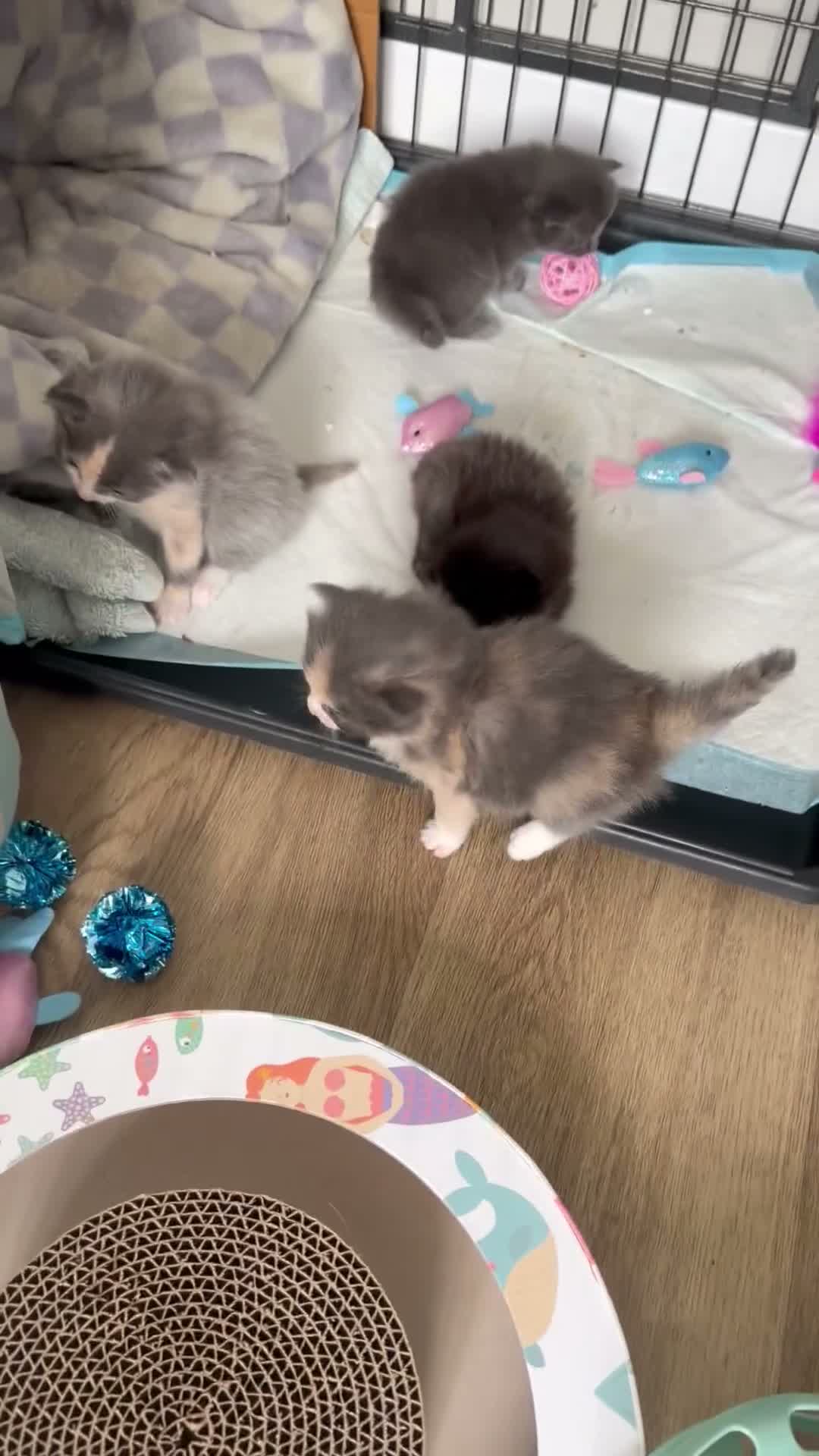 Ragdoll cats for sale: Half Ragdoll kittens in Derby - Video 2