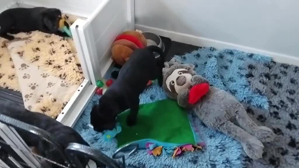 Labrador Retriever dogs for sale: Bitch puppy, extensively health tested parents - Video 2