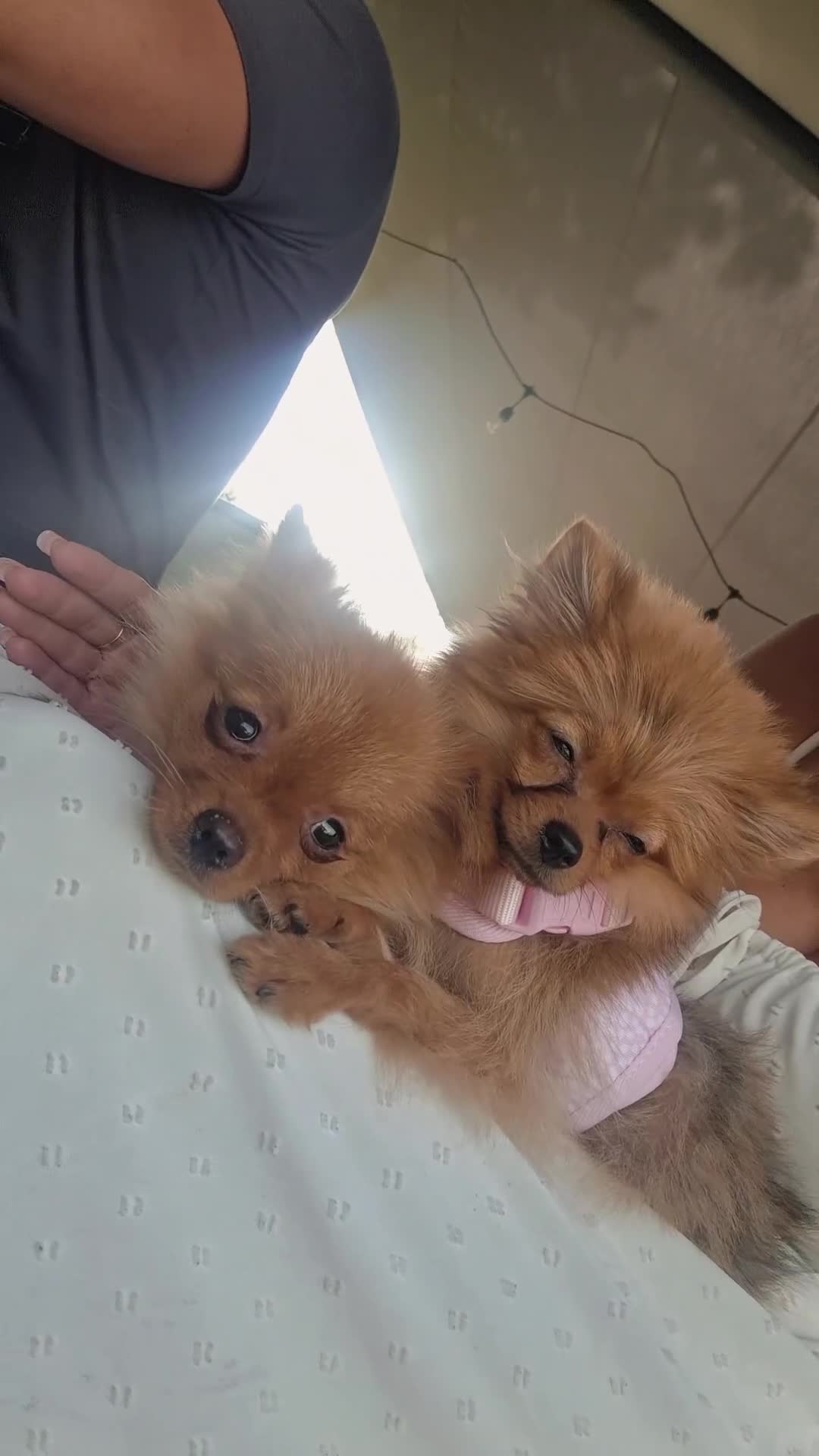 Pomeranian dogs for sale: Beautiful 5-Month-Old Pomeranian Girl for Sale  - Video 1