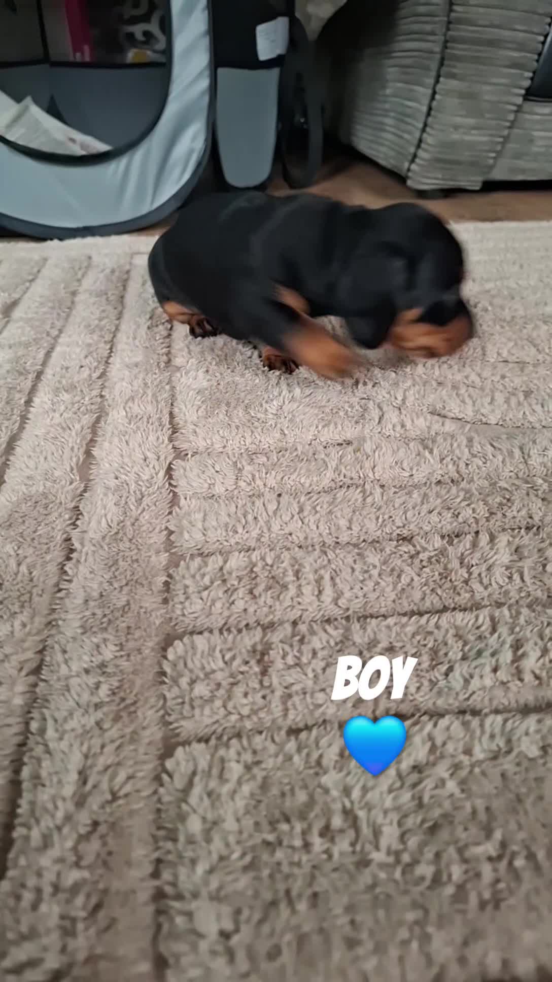 Miniature Dachshund dogs for sale: Miniature Dachshunds  - Video 1