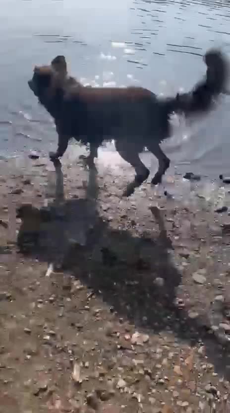 Mixed Breed dogs for adoption: Albie - Video 1