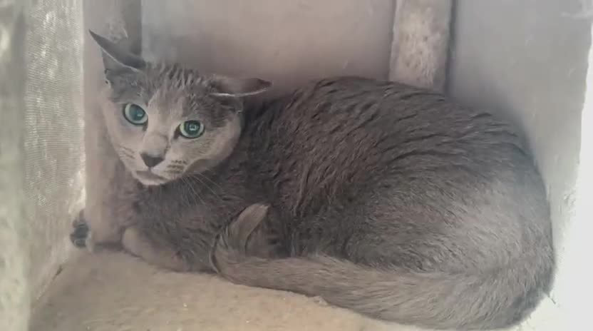 Russian Blue cats for sale: Russian blue female in need new home - Video 1