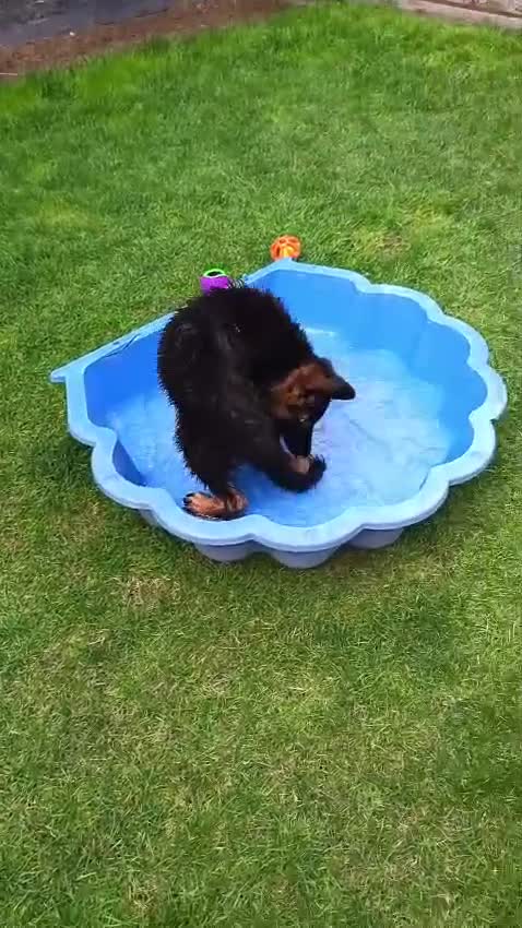 German Shepherd dogs for sale: KC PUPPIES FOR SALE - Video 1