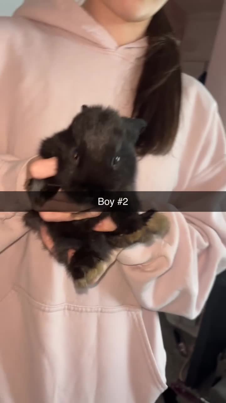 Mixed Breed rabbits for sale: 5 gorgeous baby bunnies up for sale  - Video 4