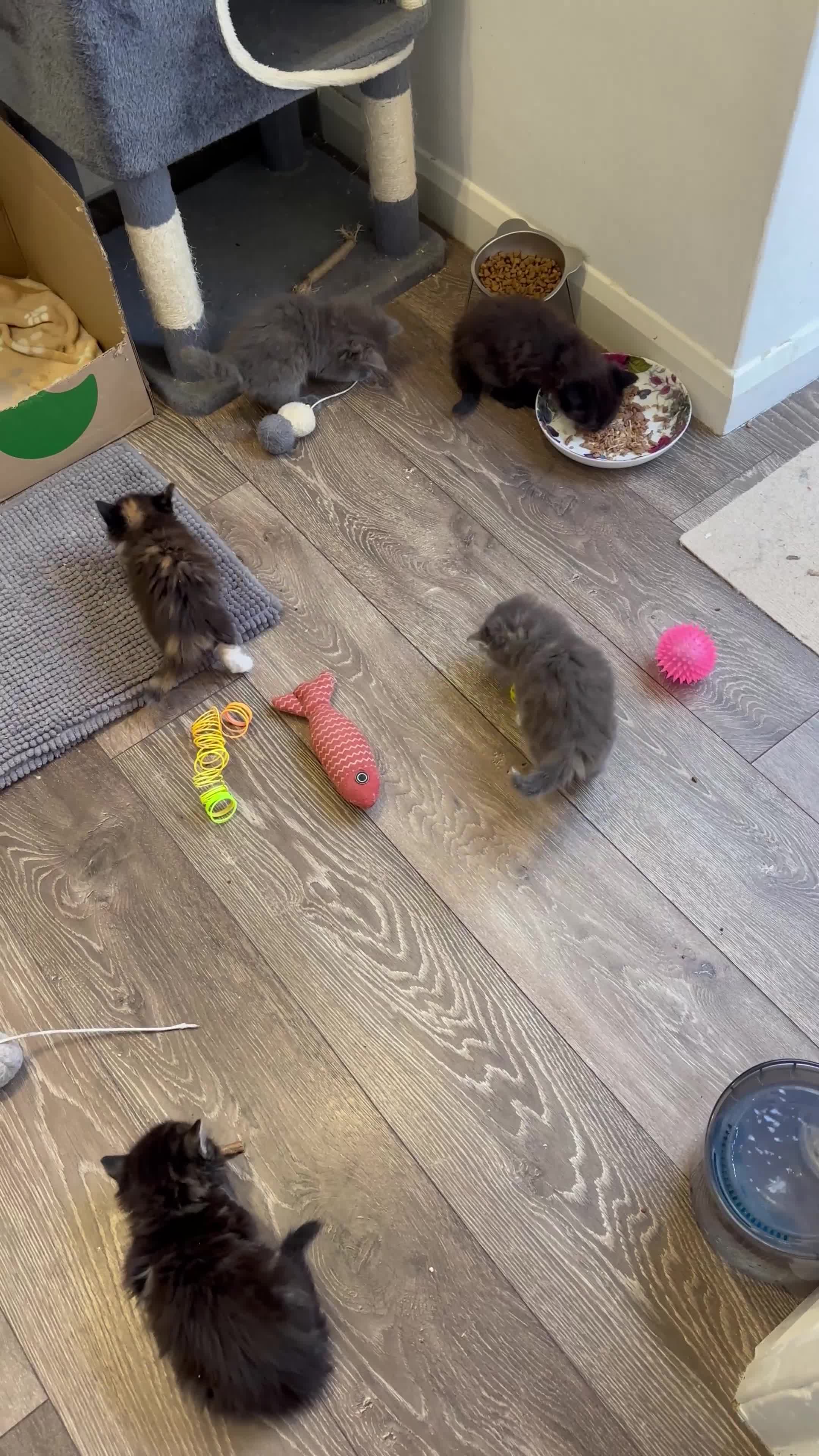 Norwegian Forest Cat cats for sale: Stunningly gorgeous Norwegian Forest Kittens - Video 4