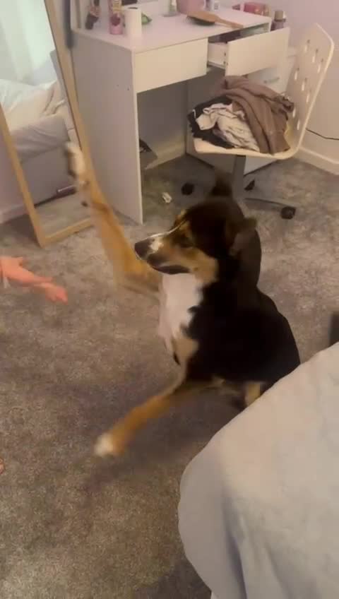 Australian Kelpie dogs for sale: Australia Kelpie looking for a new home  - Video 1