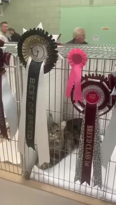 Maine Coon cats for sale: Maine coon kittens - Video 2