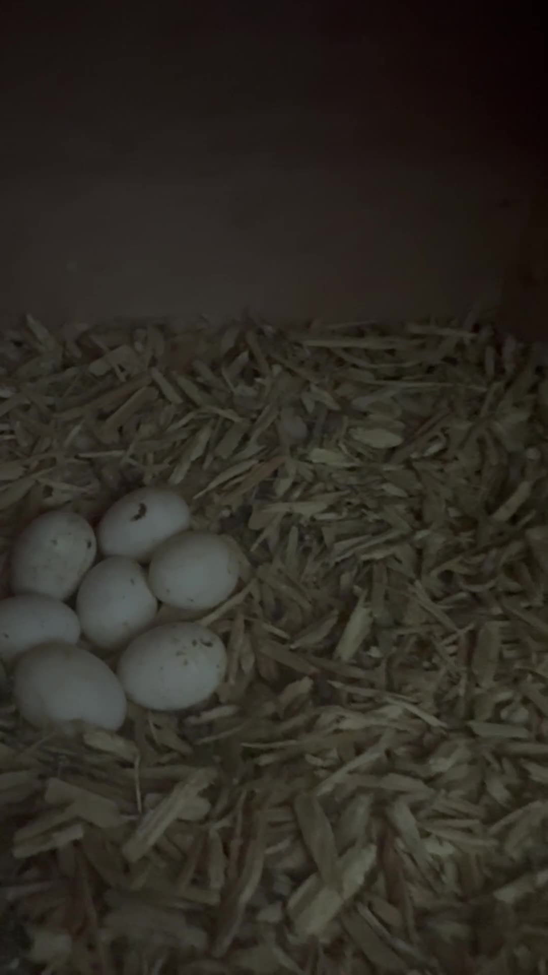 Conures birds for sale: pairs conure - Video 1