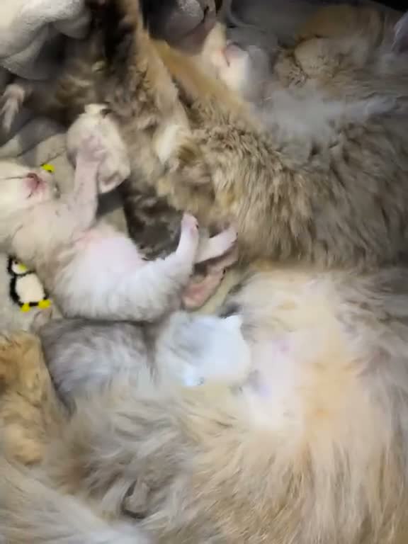 Persian cats for sale: 🐾 BEAUTIFUL PERSIAN KITTEN AVAILABLE 🐾 - Video 2