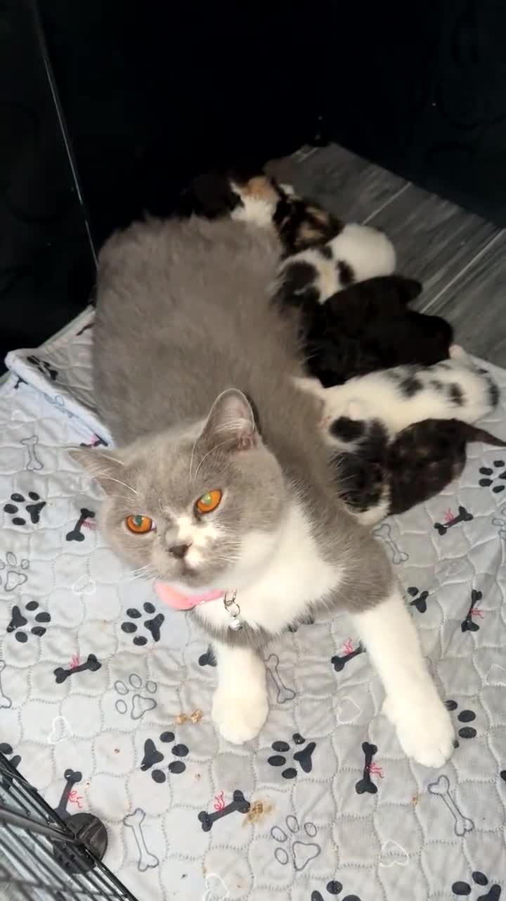 Mixed Breed cats for sale: British short hair crossed  in Birmingham - Video 1