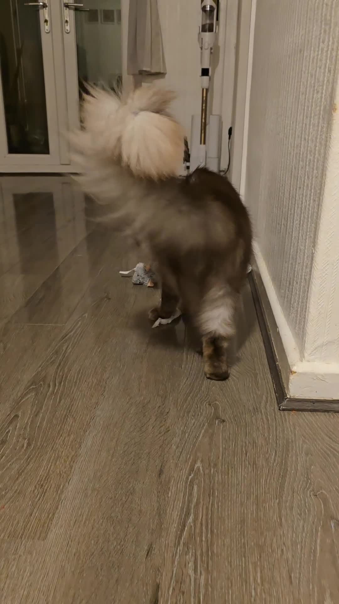 Maine Coon cats for sale: Maine coon male & female for sale  in Oldham - Video 1
