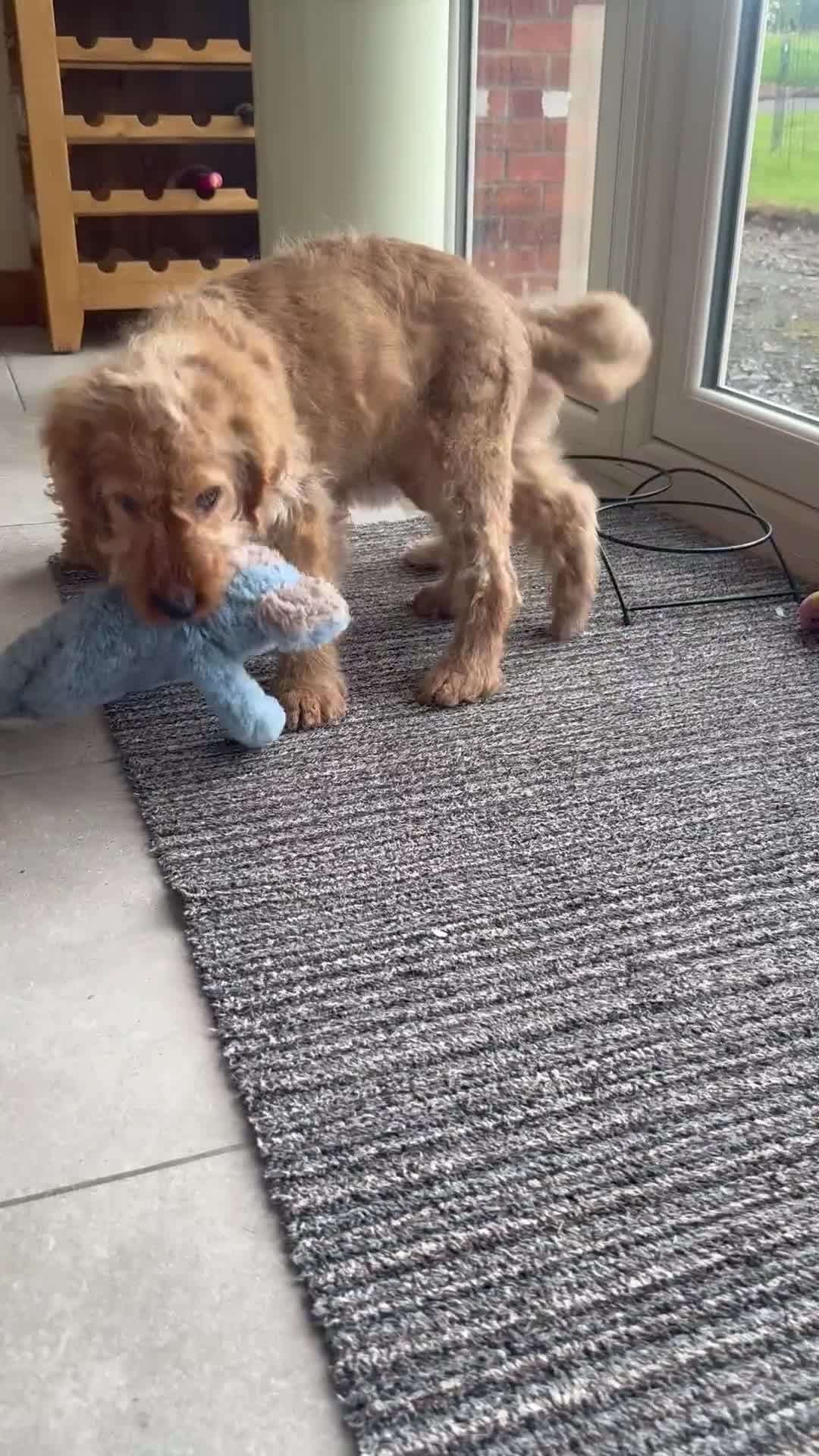 Labradoodle dogs for sale: Multigen mini labradoodles health tested parents - Video 1