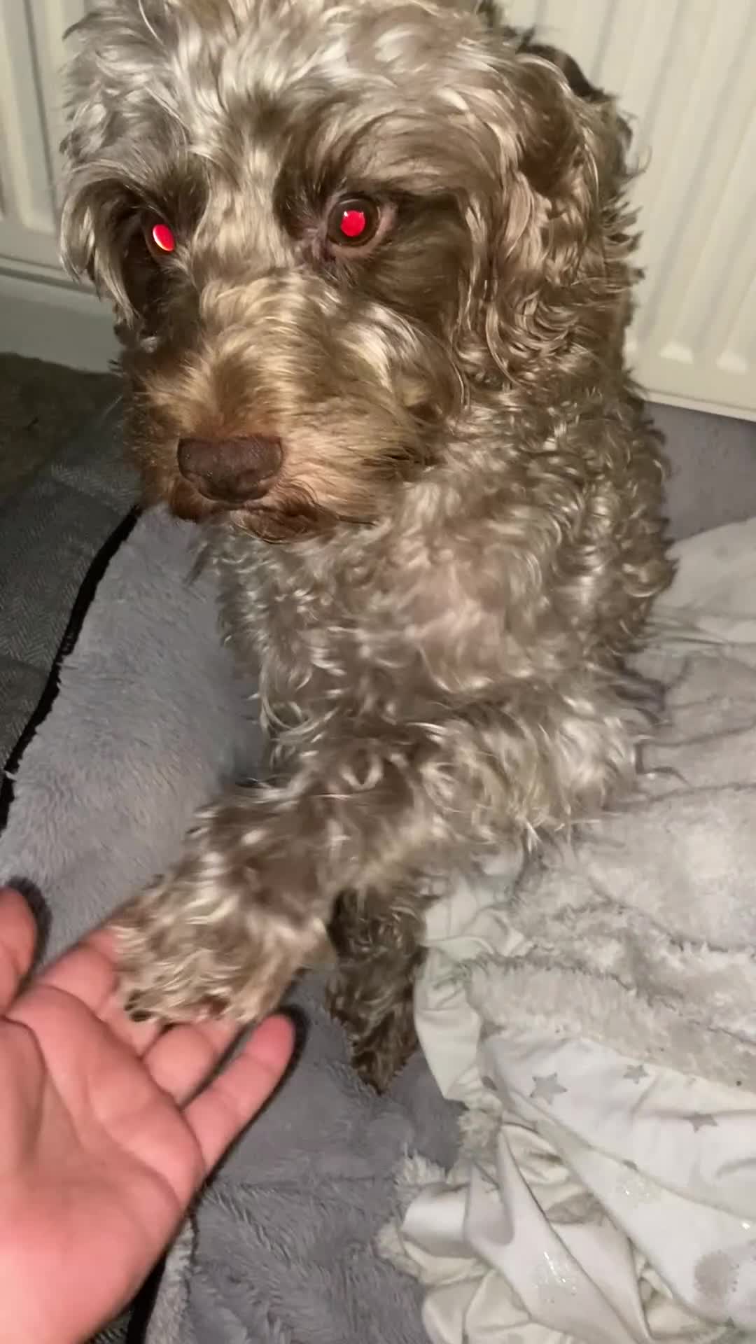 Cockapoo dogs for sale: Male cockapoo - Video 1