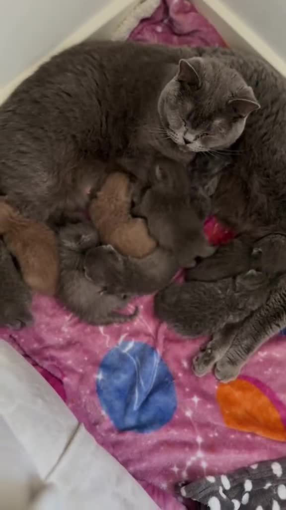 British Shorthair cats for sale: Champion Bloodline British Shorthair & Longhair - Video 2