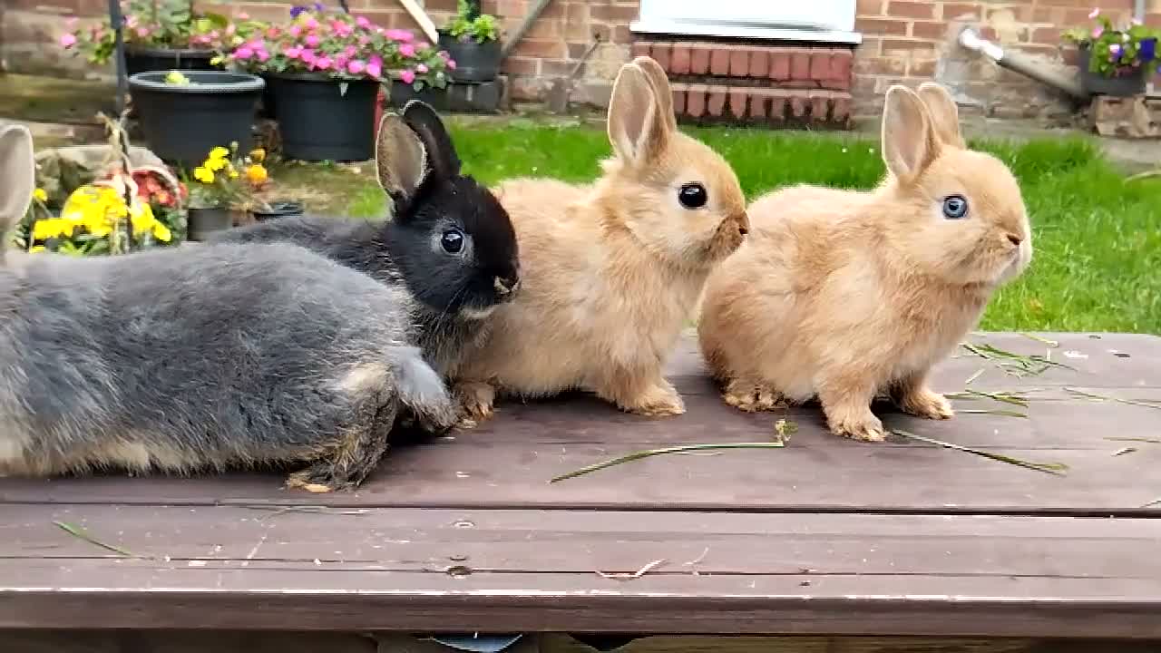 Netherland Dwarf rabbits for sale: Netherland dwarf 8wk, £50 each (CLEARANCE)  - Video 2