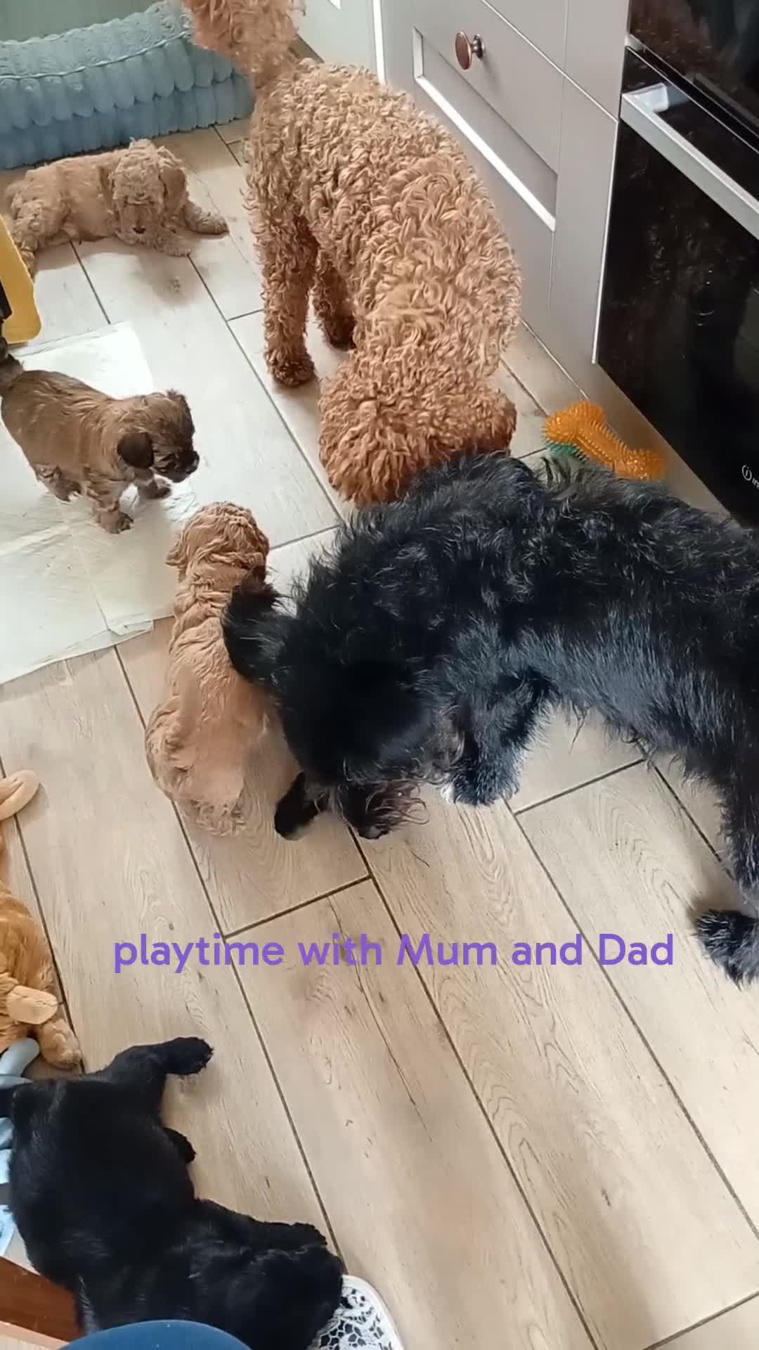 Mixed Breed dogs for sale: Corgipoo x Cockerpoo F2b - Video 2