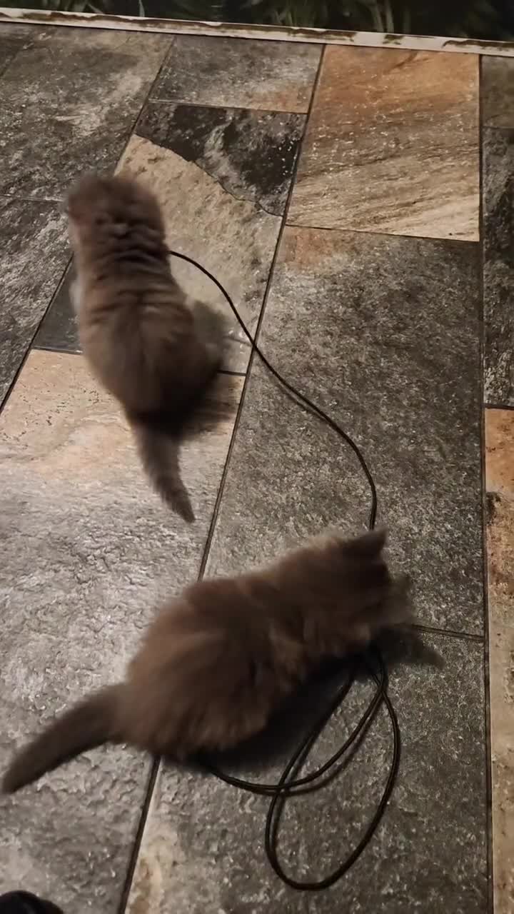 Maine Coon cats for sale: Maine Coons kitten Birmingham  - Video 2