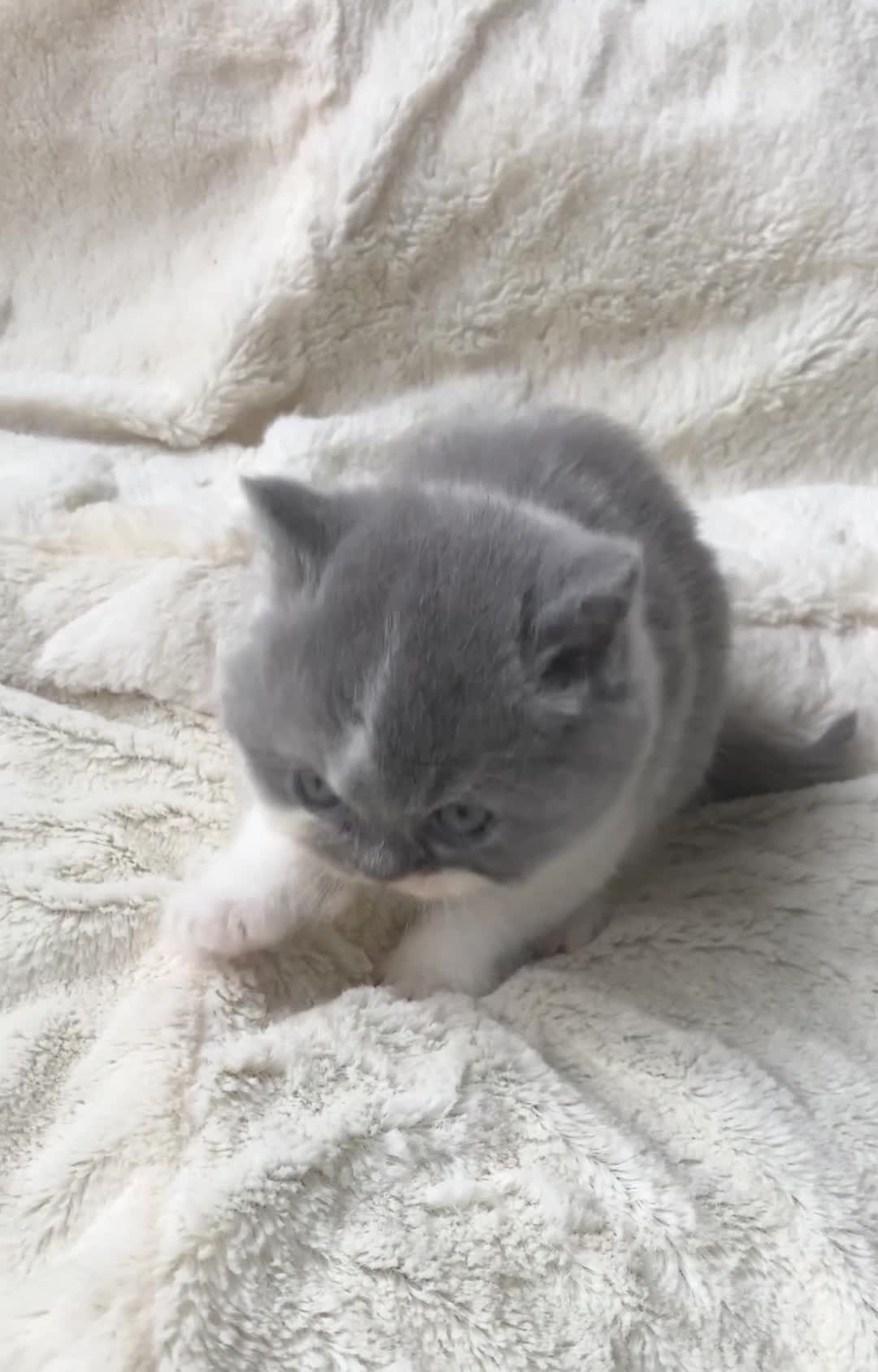 British Shorthair cats for sale: Gorgeous British Shorthairs TICA Registered - Video 1