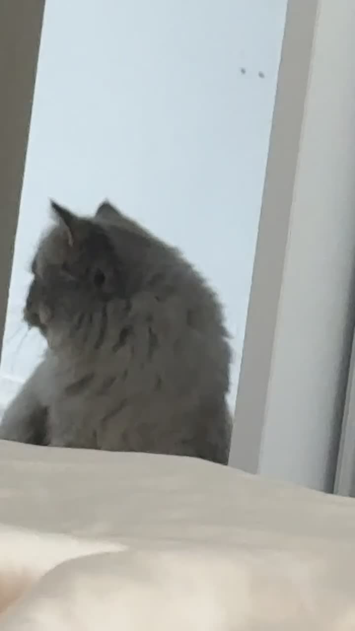 British Longhair cats for sale: 7 months old kitten  - Video 1