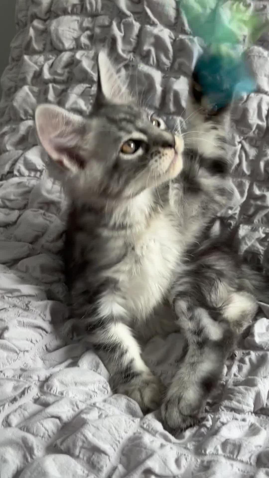 Maine Coon cats for sale: Maine coon kittens TICA registered  - Video 2