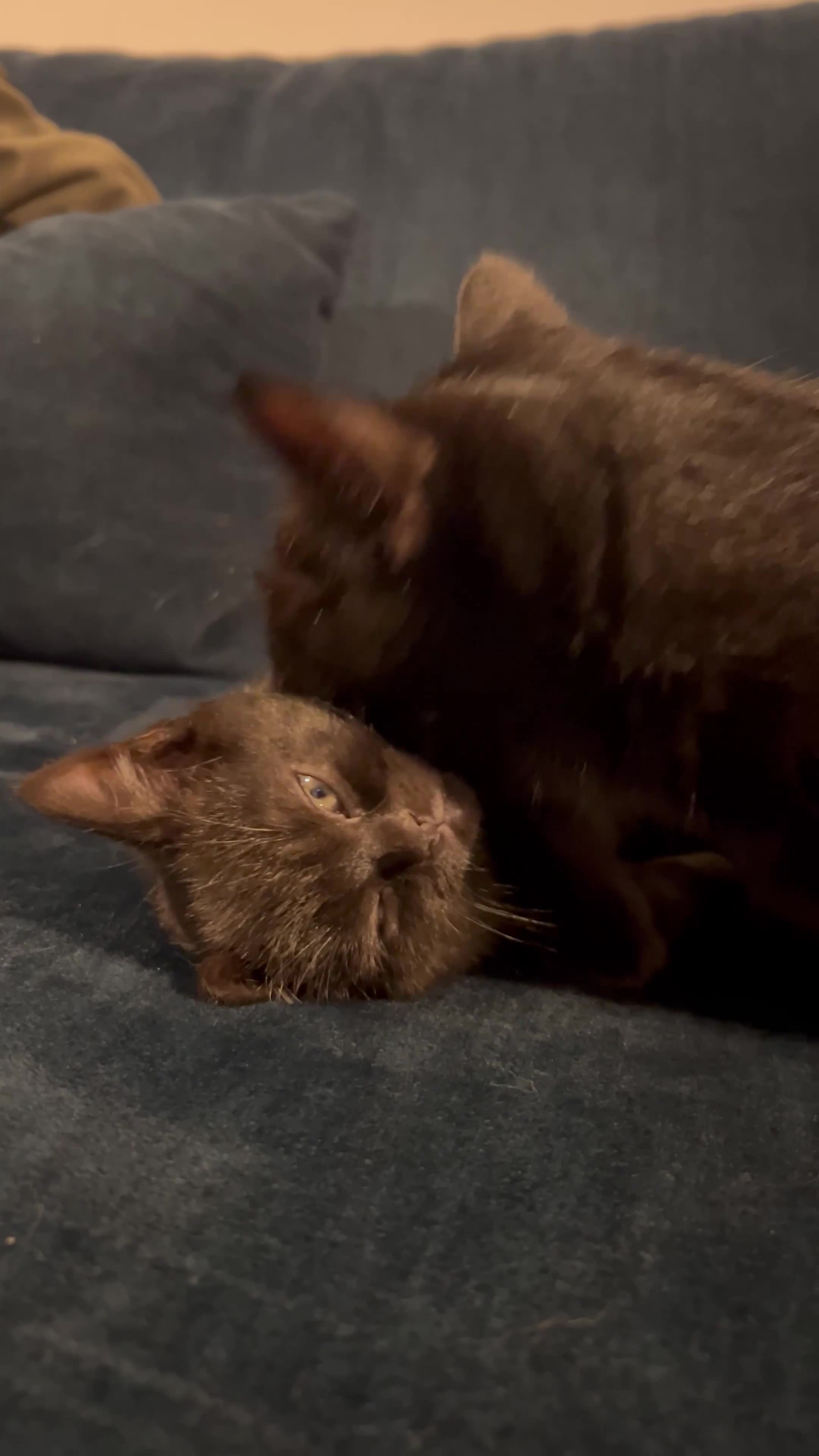 British Shorthair cats for sale: GCCF Registered British Shorthair Kittens -Cardiff - Video 2