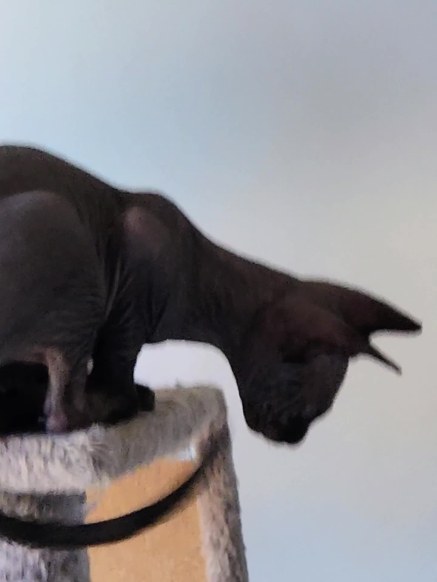 Sphynx cats for sale: 6 Lovely Canadian Sphynx kittens - Video 4