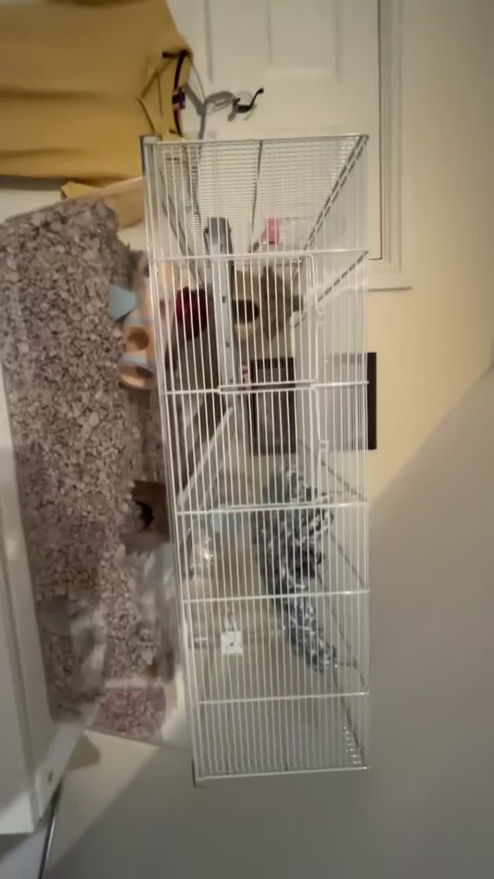 Gerbil rodents for sale: 2 female gerbils  in Doncaster - Video 1