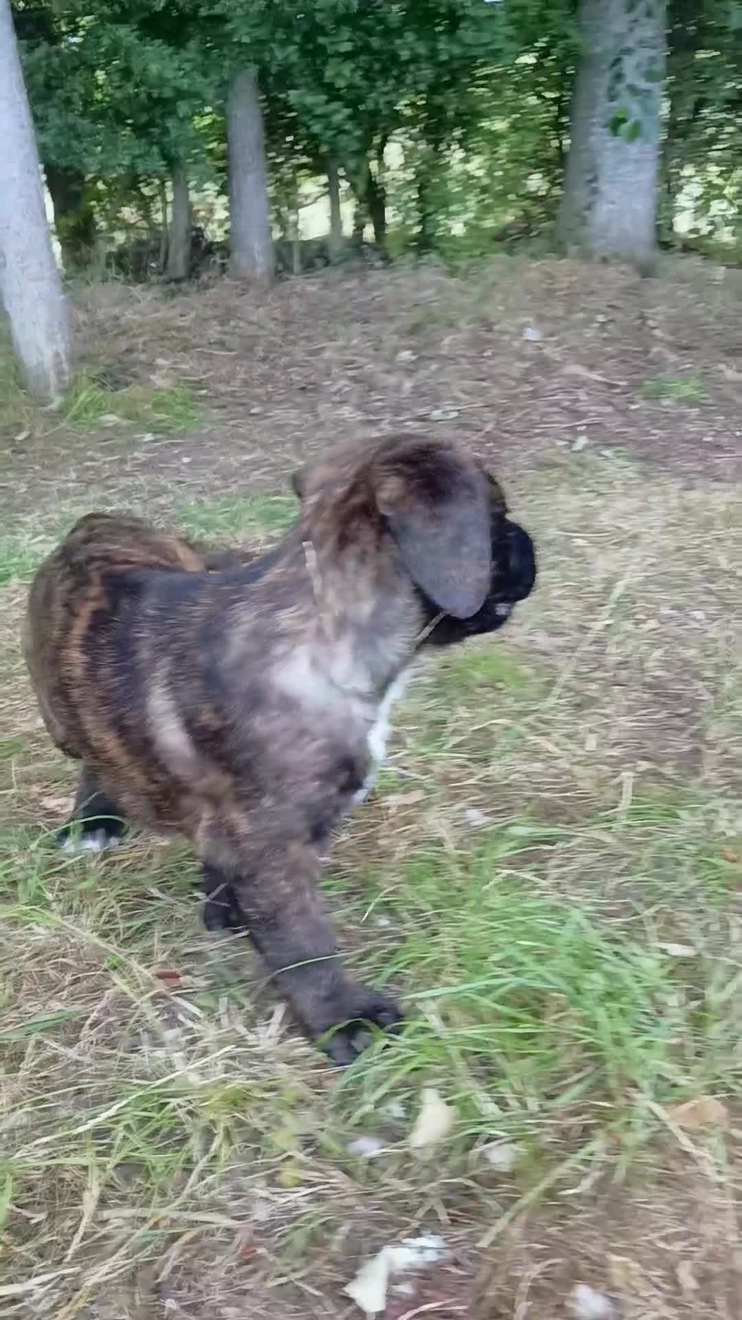Mixed Breed dogs for sale: Saint Bernard Neapolitan x Boerboel Neapolitanbull - Video 1