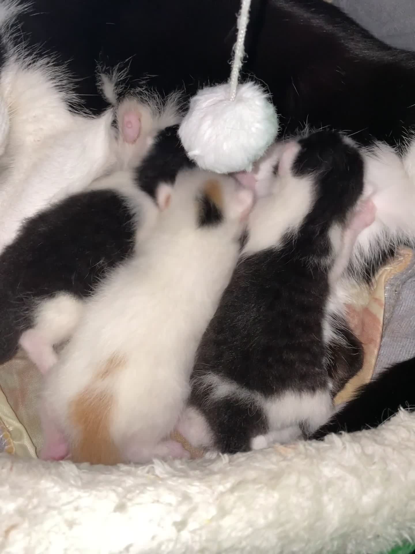 British Shorthair cats for sale: AVAILABLE 2 Beautifulbou kittens identical twins  - Video 3