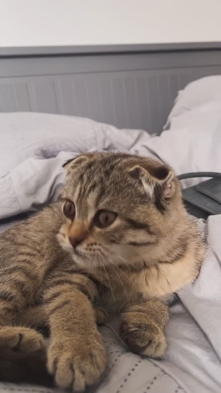 Domestic Shorthair cats for sale: Scottish Shorthair Small, Friendly, Cute  in Nottingham - Video 1