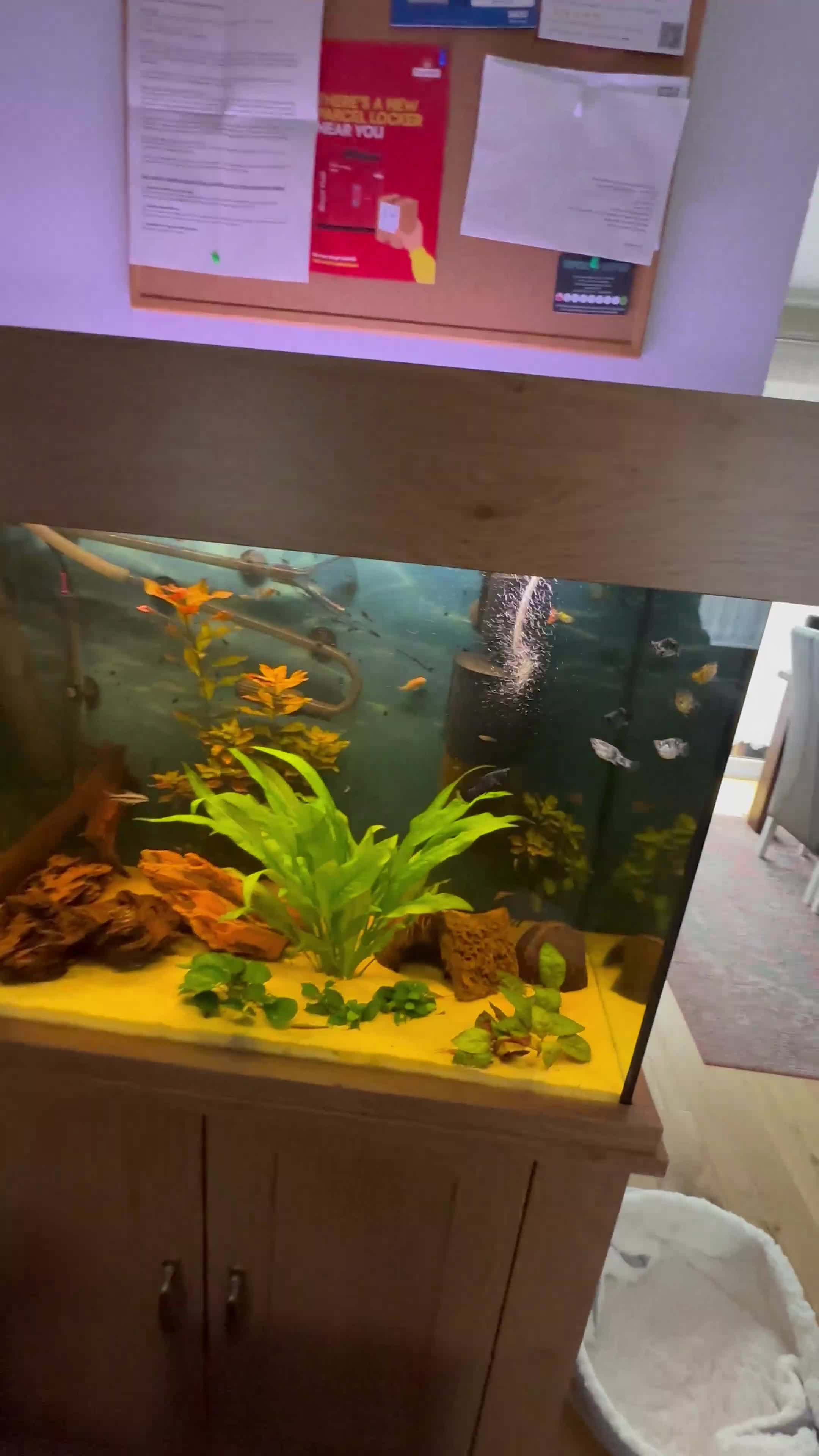 Other/Mixed Breed fish for sale: Aqua one fish tank 159l- no scratches - Video 1