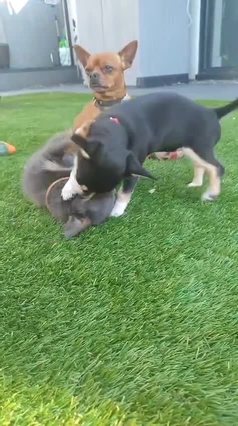 Chihuahua dogs for sale: 🐾Adorable Chihuahua Puppies Need 4ever Homes🐾 - Video 4